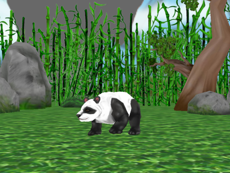 A giant panda in the forest.